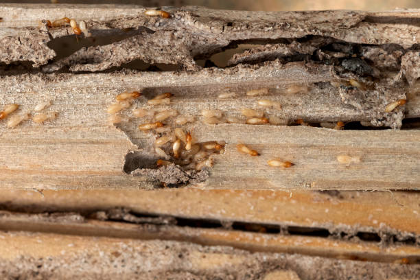Spider Control Near Me in Cumberland, WI